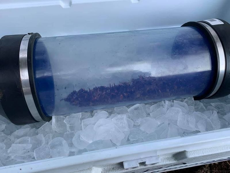 周六，一组身着全身防护装备的昆虫学家从美国华盛顿州的一棵树上用吸尘器将亚洲大黄蜂吸走，铲除了在美国发现的第一个巢穴