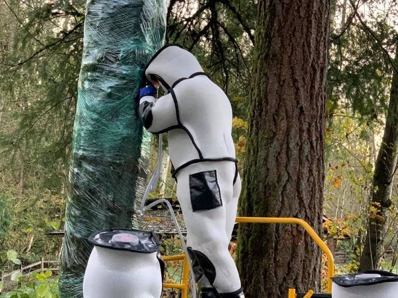 周六，一组身着全身防护装备的昆虫学家从美国华盛顿州的一棵树上用吸尘器将亚洲大黄蜂吸走，铲除了在美国发现的第一个巢穴